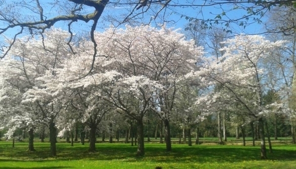 Arboretum Adeline