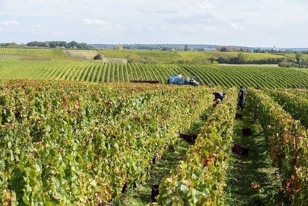 Flânerie au Domaine avec le vigneron