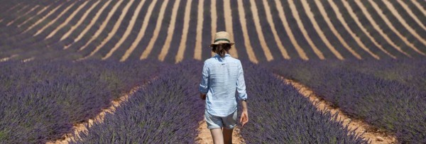 Au milieu des lavandes