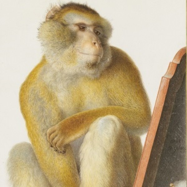 Le singe, un autre nous-même ?