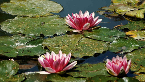 Sur les pas de Claude Monet à Giverny