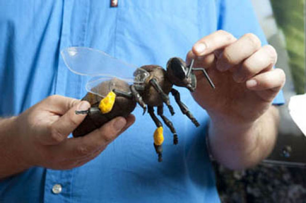 Le rucher du Moulin d'Eschviller