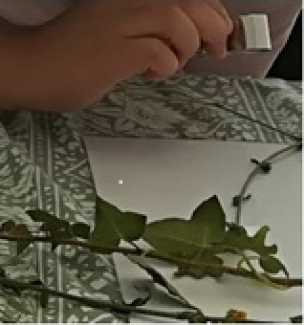 Ateliers de confection d’un herbier