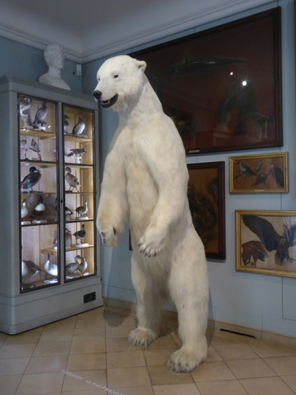 Le Musée de la Chasse et de la nature