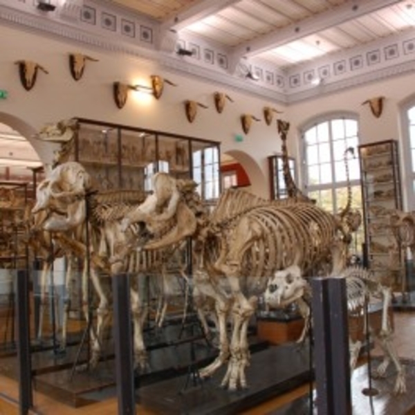 Découverte du musée Fragonard de l'Ecole nationale vétérinaire de Maisons-Alfort